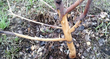 Jak nejlépe ochránit jabloň před hlodavci, zajíci a myšmi, co dělat v zimě